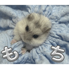 HARUKITI_20260506001353