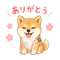 Shiba dog  cute