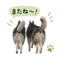 Buu&Dog_20260506001811