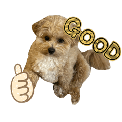 Appy_20260506003007