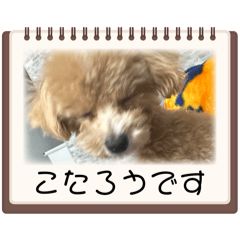 z'yc_20260506003233