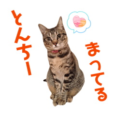 Jun_20260506004205