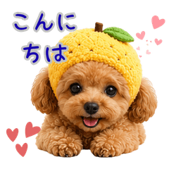 A yuzu hat and a cute toy poodle.