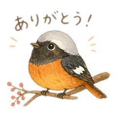 Daurian Redstart: Polite Daily