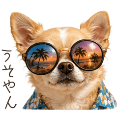 Everyday life of  Hawaii-style Chihuahua