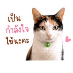 big wow_20260507201228