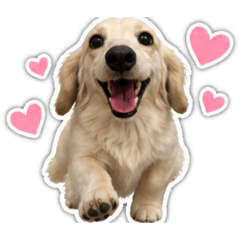 Cream Dachshund Cola