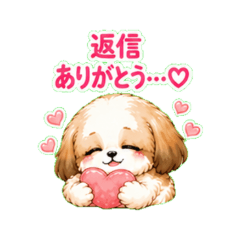 Shih Tzu Worries About Replies