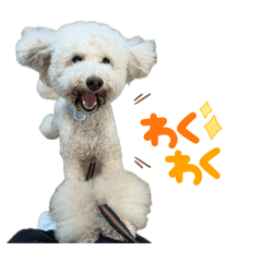 koto_20260506011136