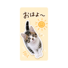 kurukomugi is dairy life2