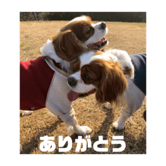 tam_20260506012534