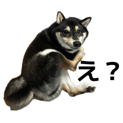 KuroMameShibaInu_20260506