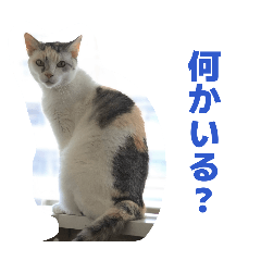 jasoku_20260506094704