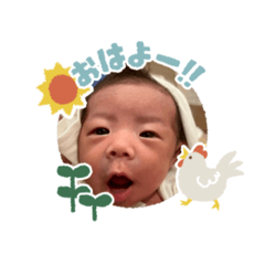 pansy_20260506094647