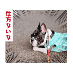 犬愛動画