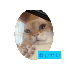 nao_20260507204731