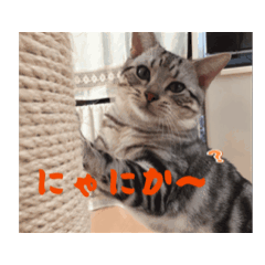 Cat-lovery-stanp