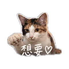 喵嗚！！
