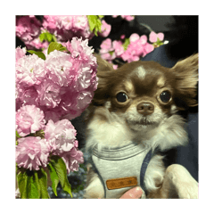 Chous_20260506015115