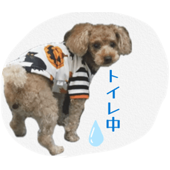 kawatikoinu
