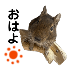 Degu's stamps