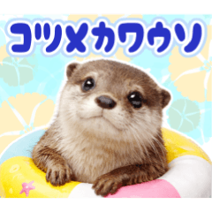 Everyday Otters.