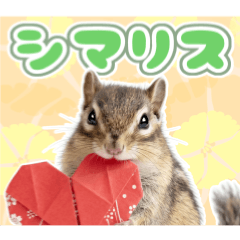 シマリスの日常。