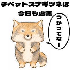 Tibetan sand fox is empty today as well.