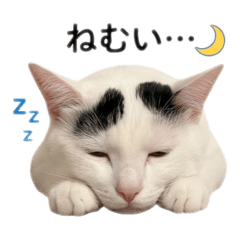 kachan_20260506000741