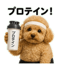 Workout Toy Poodle