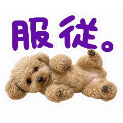 BeginnerCreator_20260506130617