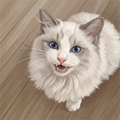 Mint the kitten