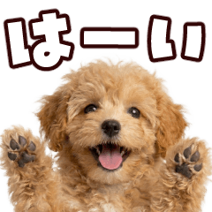 Jumping out! Toy Poodle