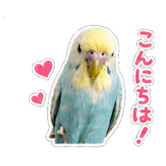 Daily Chat Stickers  Cute Budgie Piko!