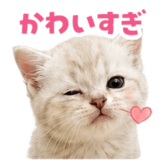 Tipple cat sticker