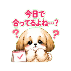 Shih Tzu Worries About Meeting Up