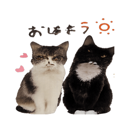 Tabi & Kai Cat Stickers