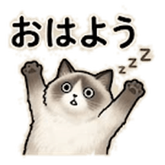 The Stoic Ragdoll: Pure Zen