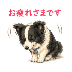 Border Collie Dog Work Stickers NanoLife