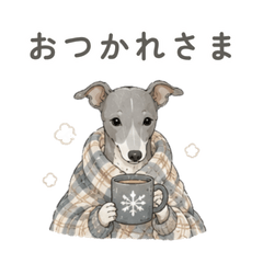 Snuggly Italian Greyhound