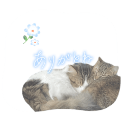 saosao_20260506030523