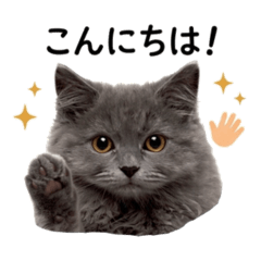 Nyanchu_20260506031003