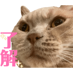 FUKU.RU_20260506033226