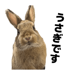 Osoba the Rabbit Ver.1