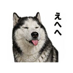 akio_20260506041317