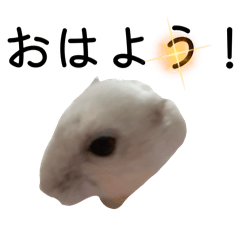 kokona_20260506131502
