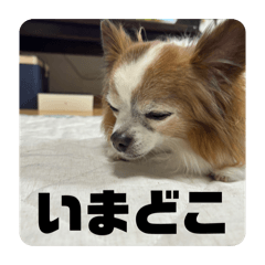 Kocyamaru-DX_20260506131022