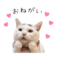 Chiroruchocochip_20260506130329
