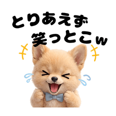 a cute, fluffy dog