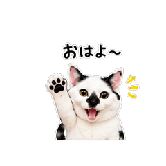 Nyanji's Cozy Daily Cat Stickers